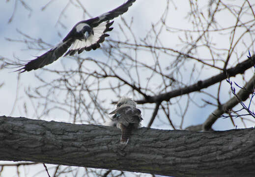 Image of Kookaburra