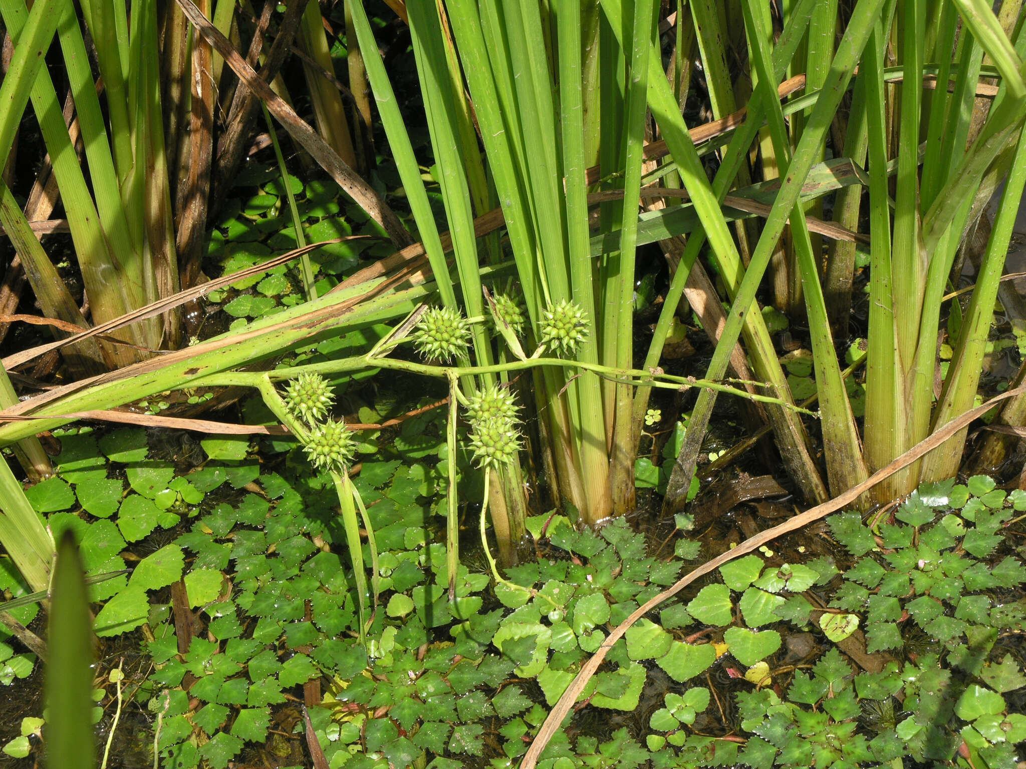 Image of Sparganium eurycarpum subsp. coreanum (H. Lév.) C. D. K. Cook & M. S. Nicholls