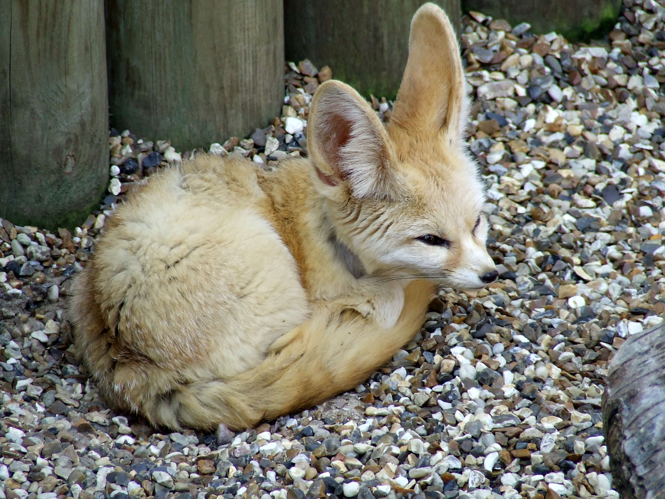 Image of Fennec Fox
