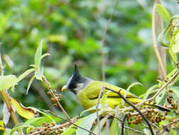 Image of Crested Finchbill