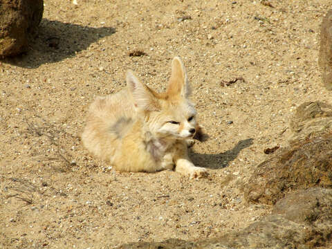 Image of Fennec Fox