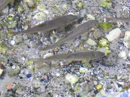 Image of Sattar snowtrout