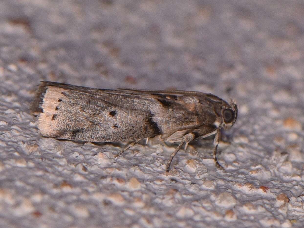 Image of Salebriaria annulosella Ragonot 1887