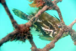 Image of Centreboard Leatherjacket