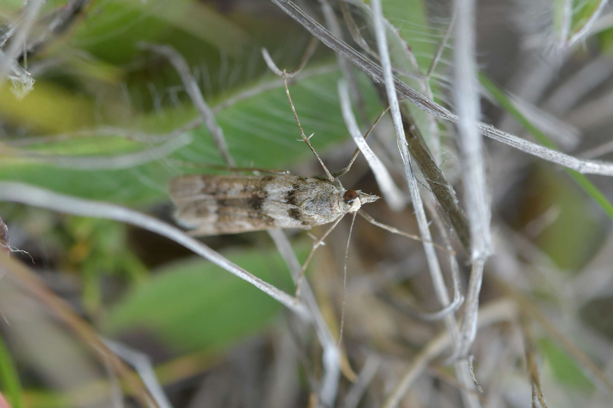 Sivun Eudonia gyrotoma Meyrick 1909 kuva