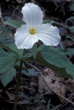 Image of White trillium