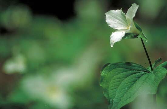 Imagem de Trillium grandiflorum (Michx.) Salisb.