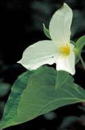 Image of White trillium