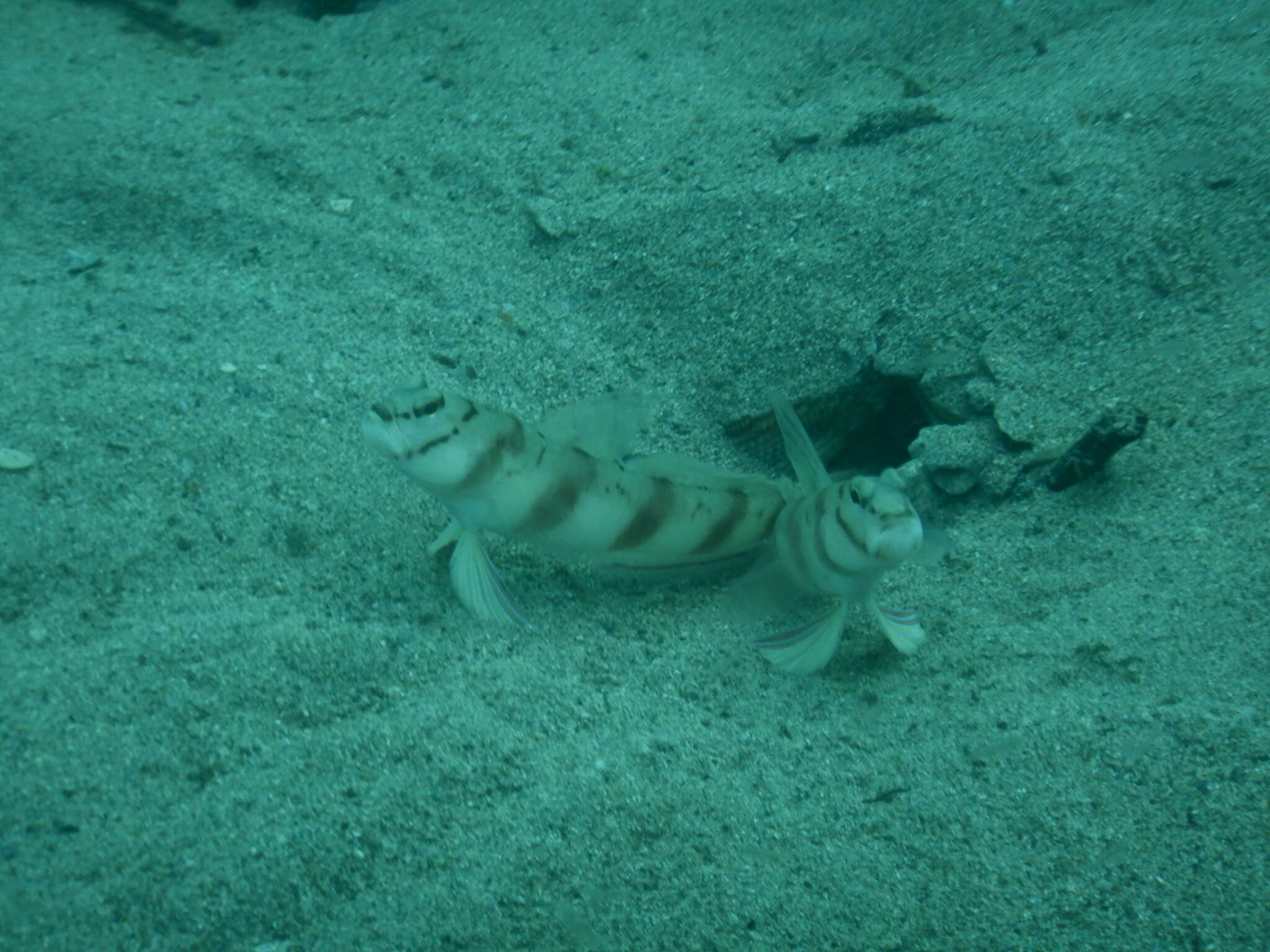 Amblyeleotris diagonalis Polunin & Lubbock 1979 resmi