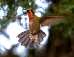 Image of Amethyst-throated Hummingbird