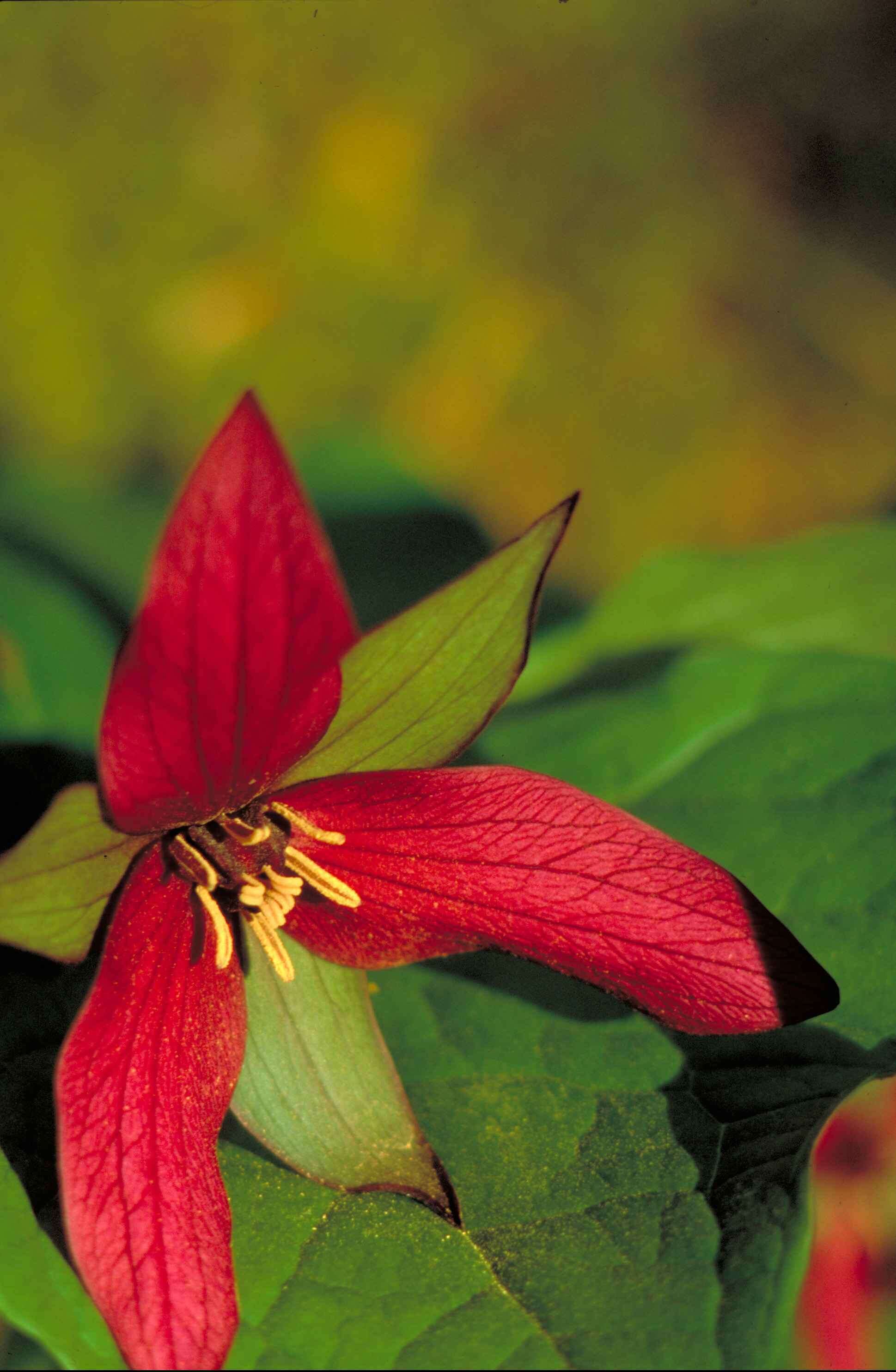 Imagem de Trillium sulcatum T. S. Patrick