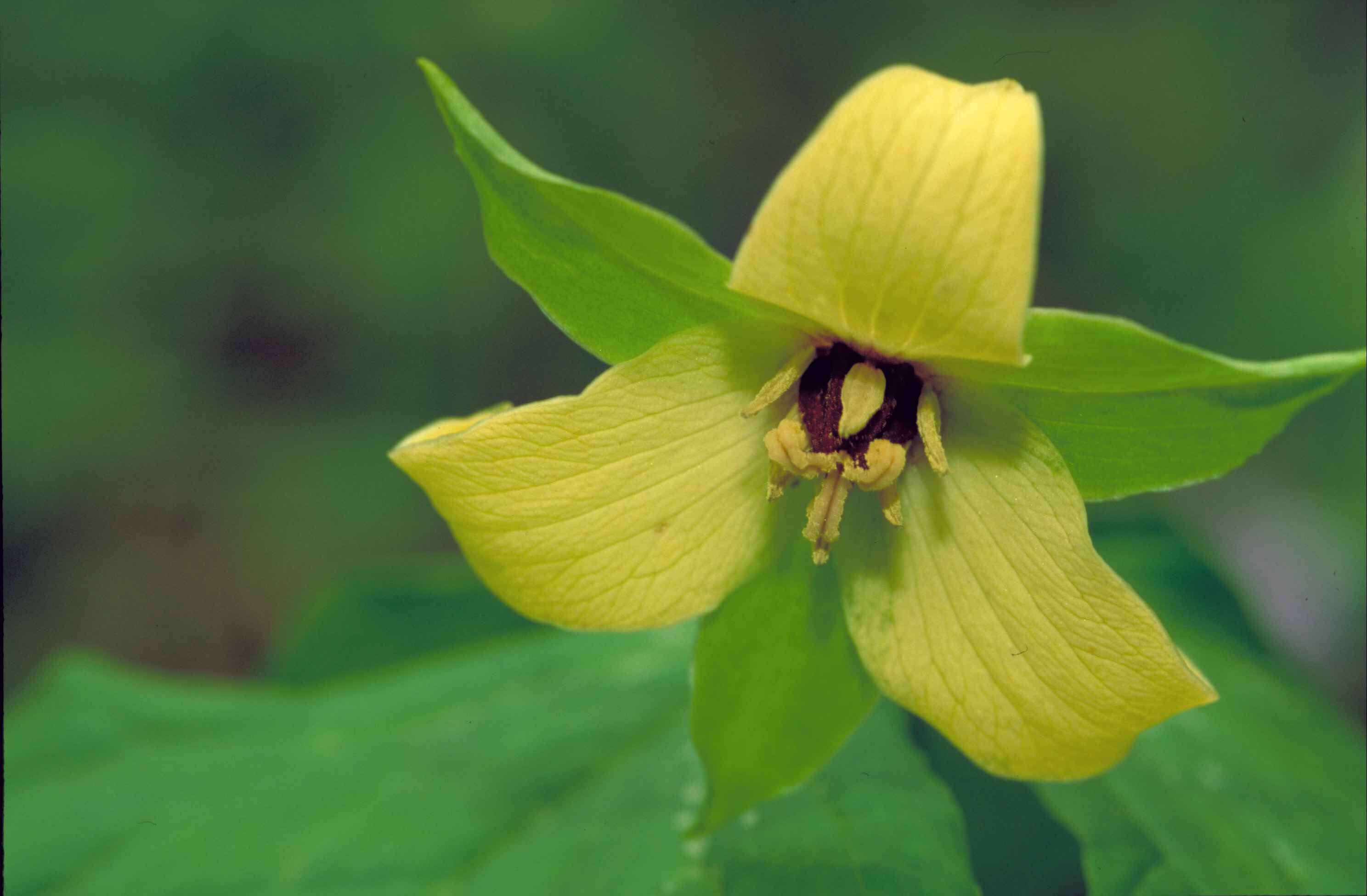 Imagem de Trillium sulcatum T. S. Patrick