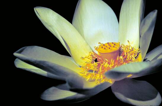 Image of American lotus