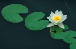 Image of American white waterlily