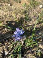 Image of Bellevalia hyacinthoides (Bertol.) K. Perss. & Wendelbo