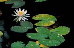 Image of American white waterlily