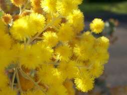 Image of golden wattle