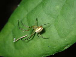 Image of Leucauge celebesiana (Walckenaer 1841)