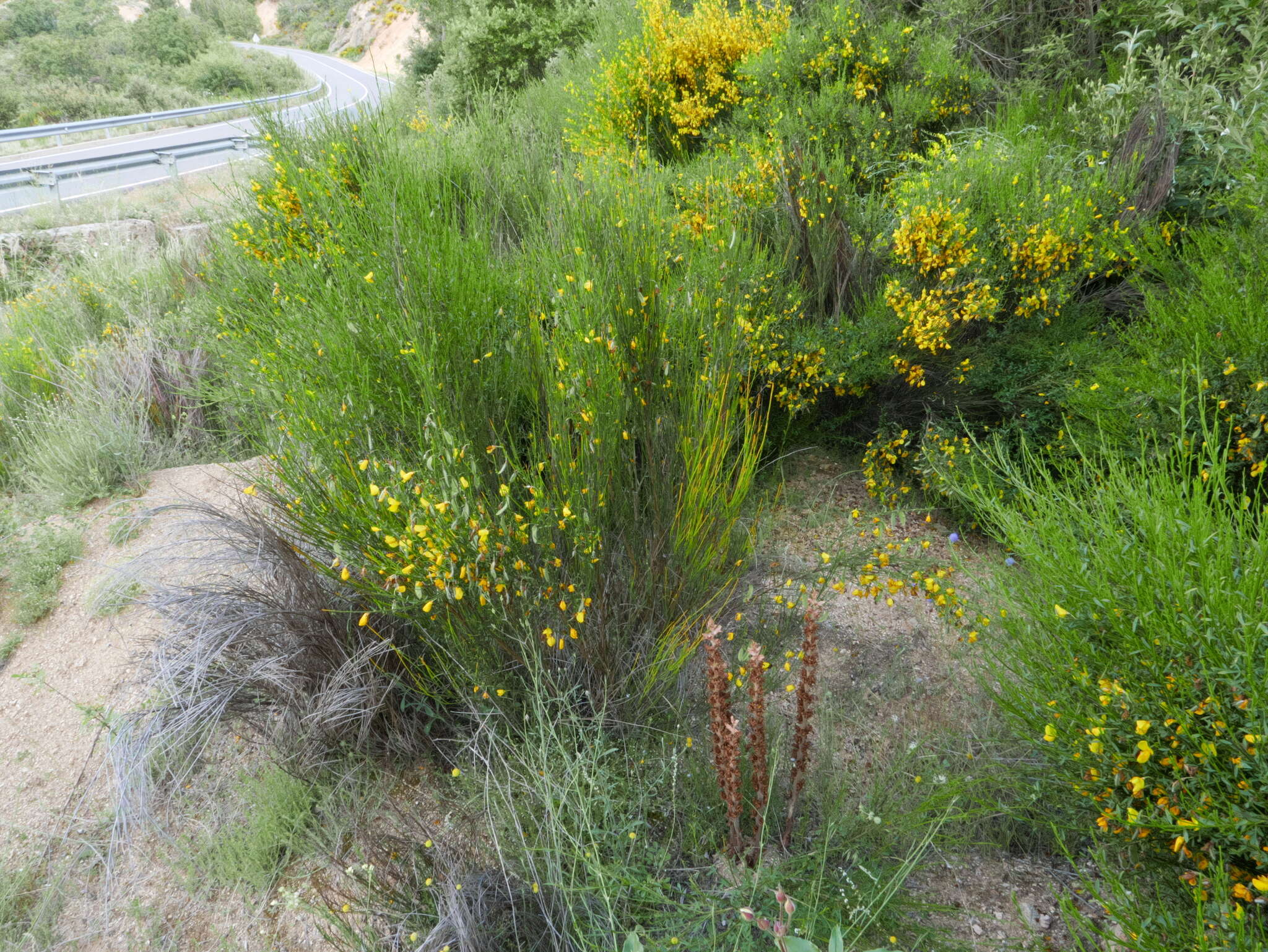 Image of Sesamoides purpurascens (L.) G. López González