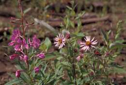 Image of Narrow-Leaf Fireweed