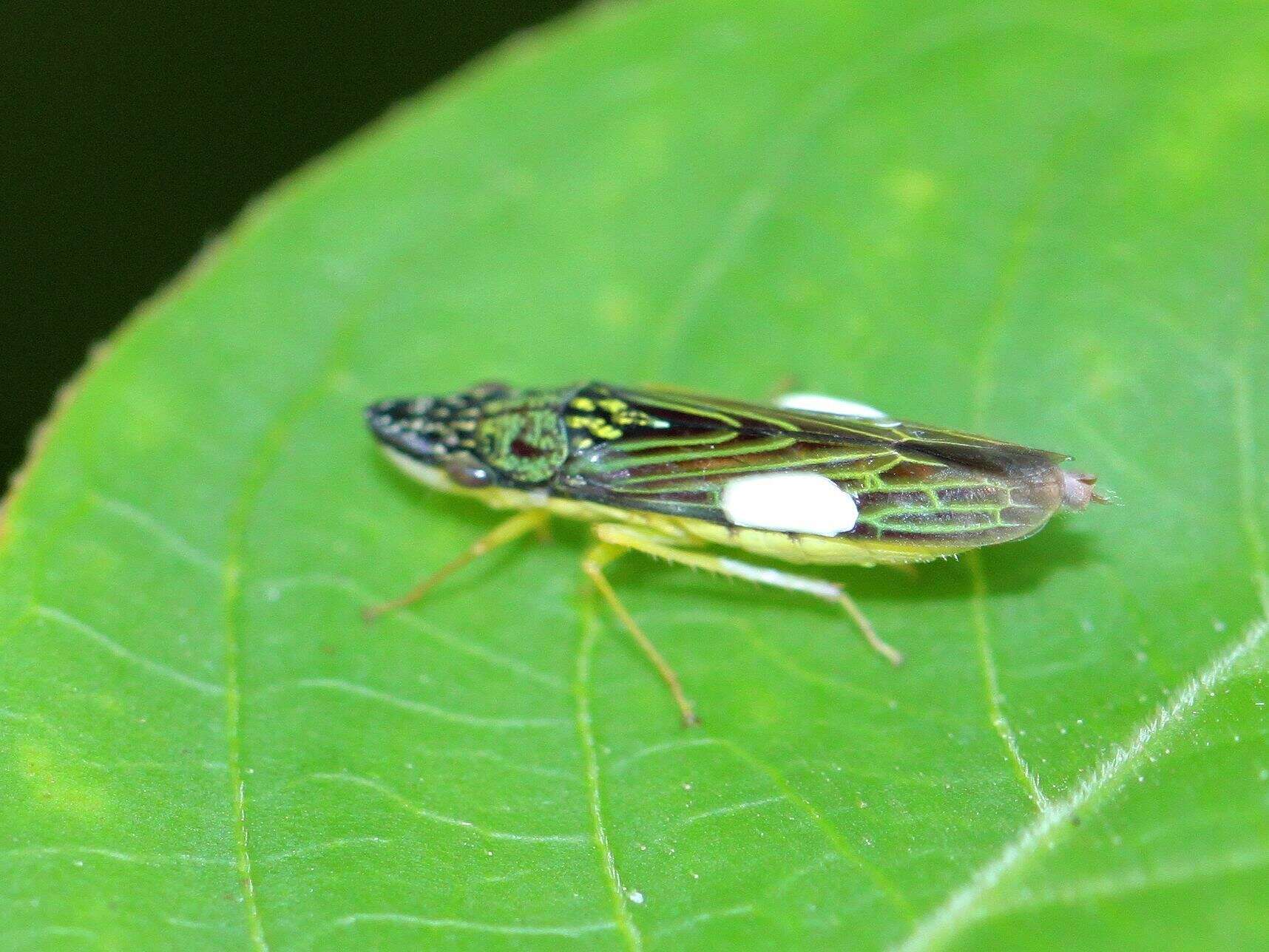 Image of Acrogonia citrina Marucci & Cavichioli 2002