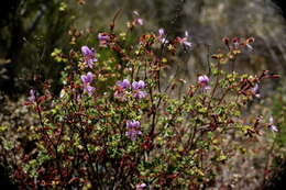 Image of Pelargonium englerianum Knuth