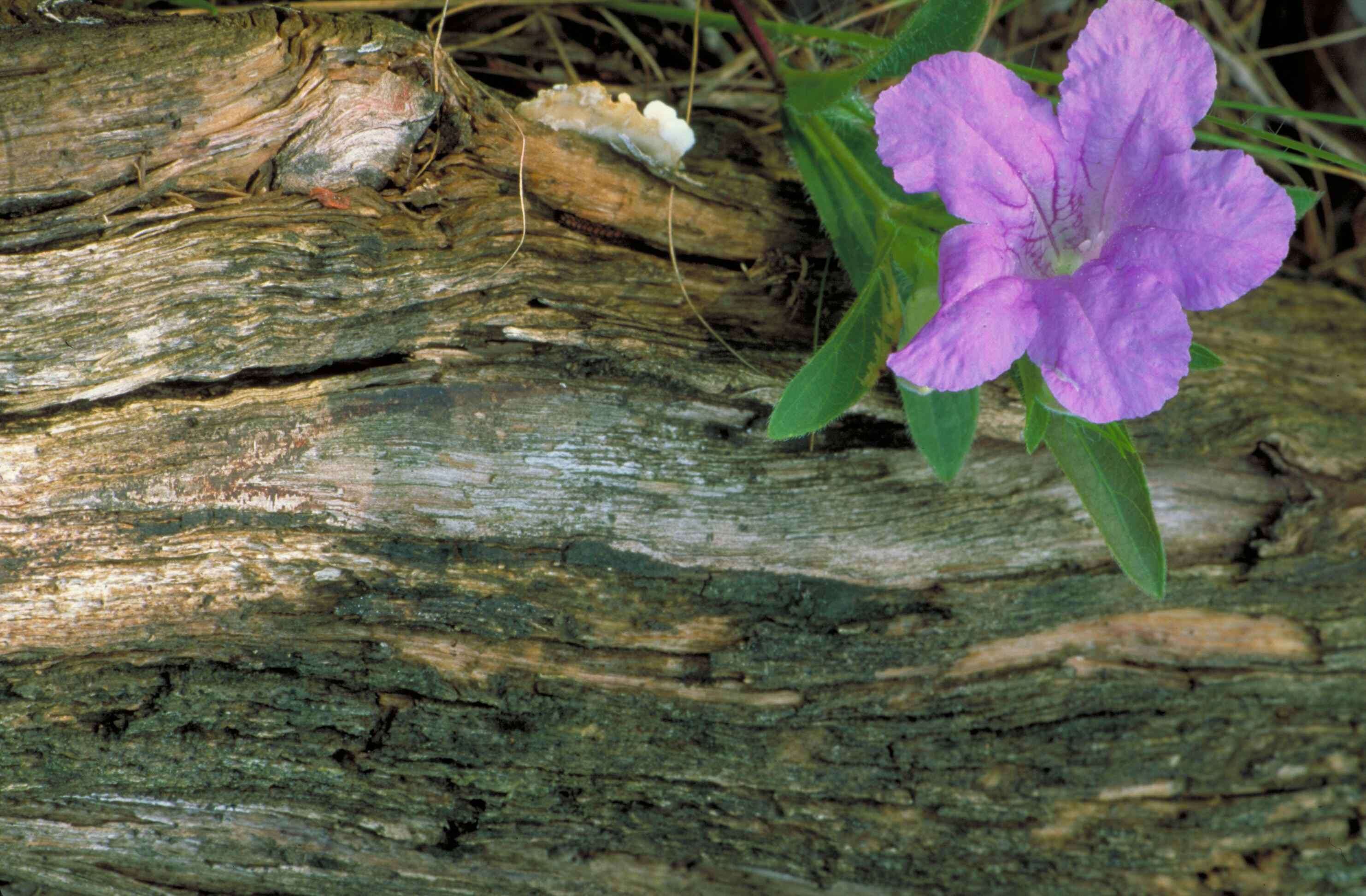 Image of Carolina wild petunia