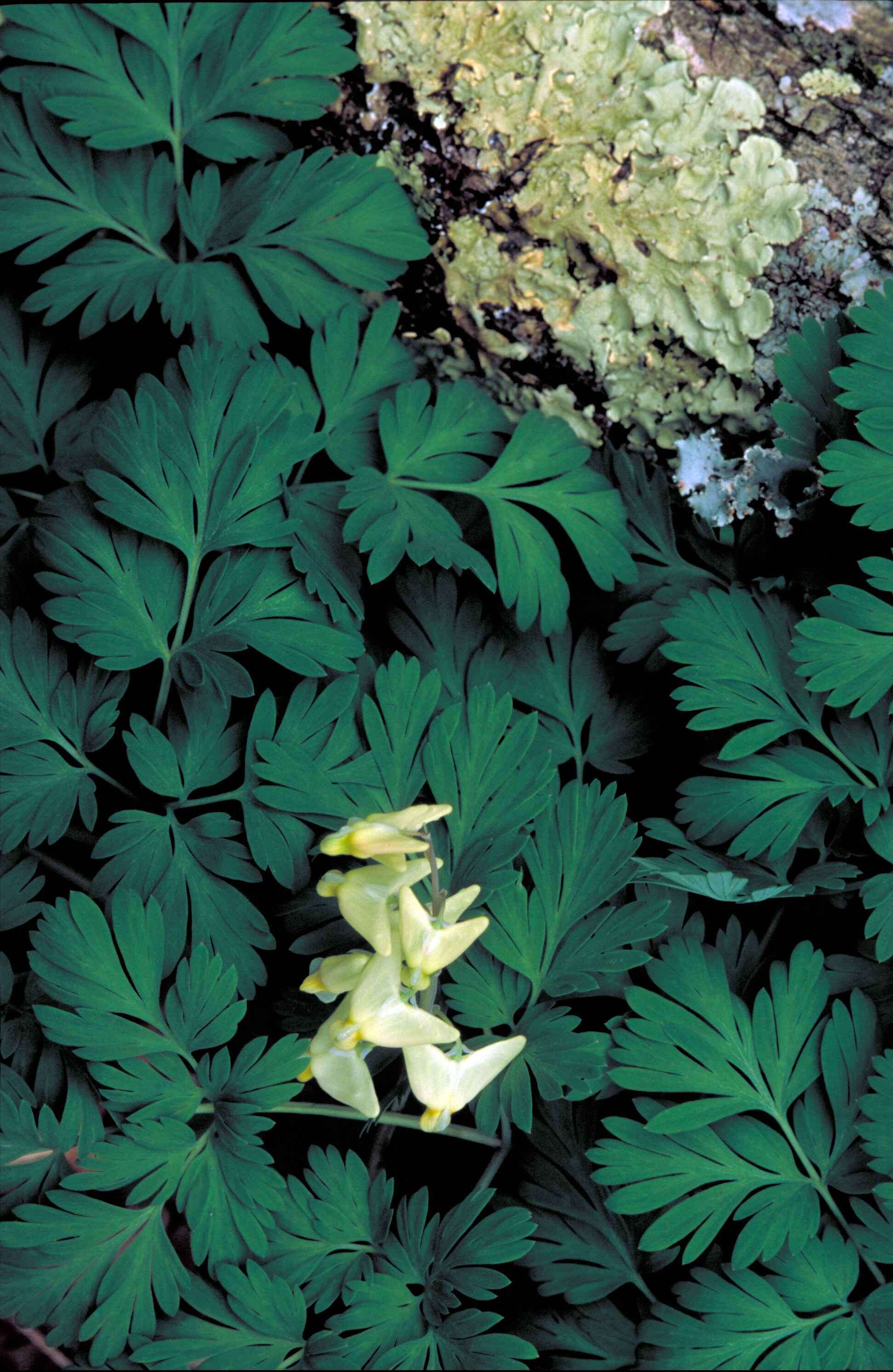 Image of dutchman's breeches