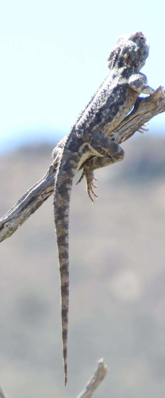 Image of Agama aculeata aculeata Merrem 1820