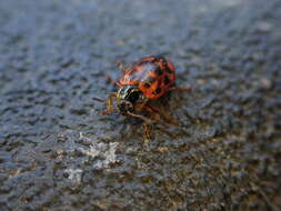 Image of Chrysomela (Macrolina) aeneicollis (Schaeffer 1928)