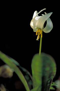 Image of white fawnlily