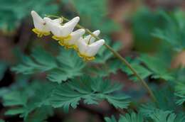 Image of dutchman's breeches