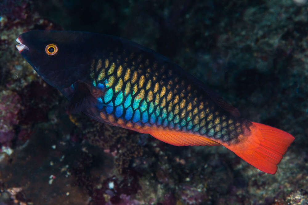 Image of Three-colour Parrotfish