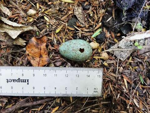 Plancia ëd Turdus merula merula Linnaeus 1758