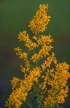 Image de Solidago nemoralis Ait.