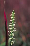 Image of Great Plains lady's tresses