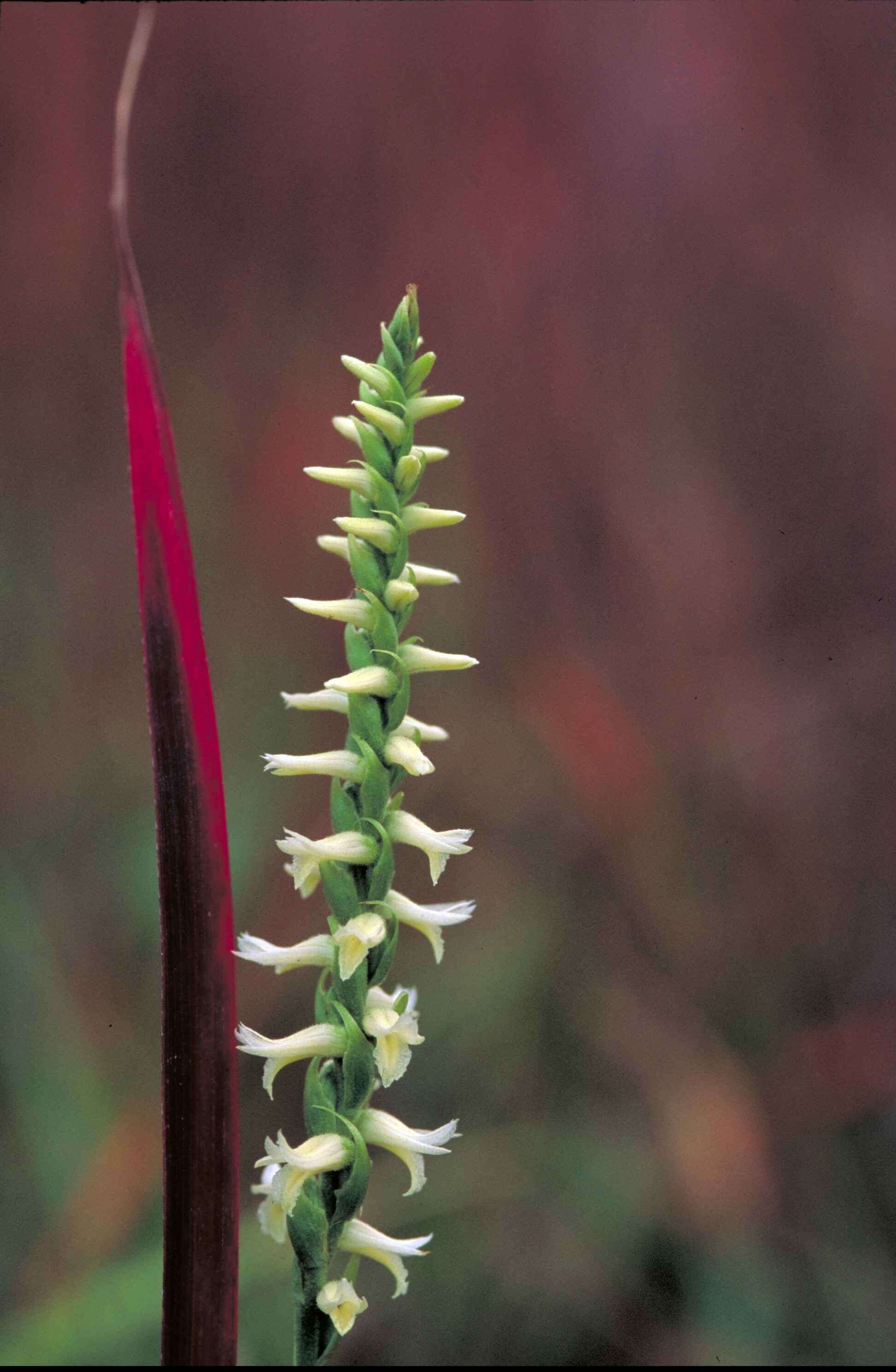 Spiranthes magnicamporum Sheviak的圖片