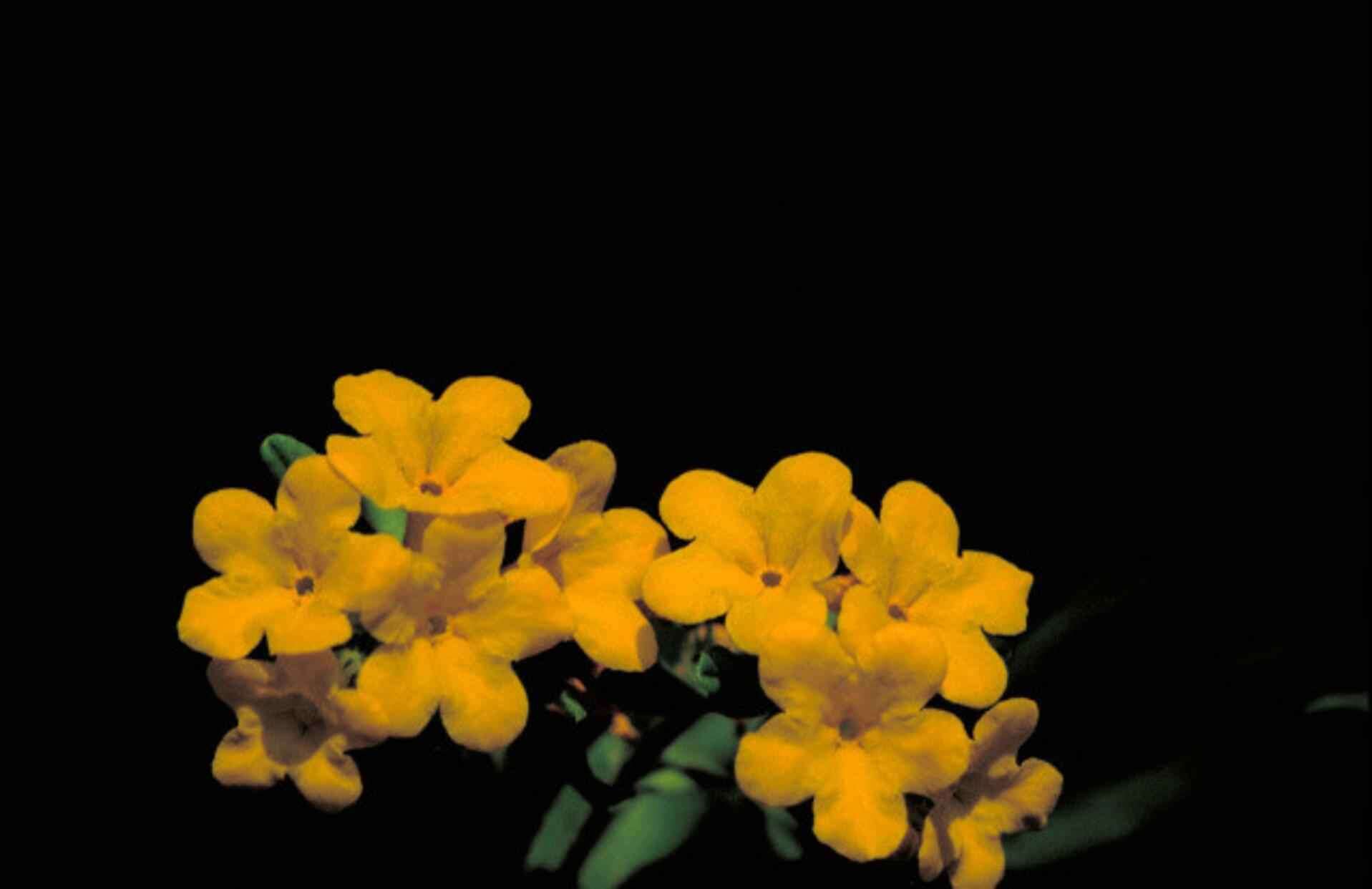 Image of hoary puccoon