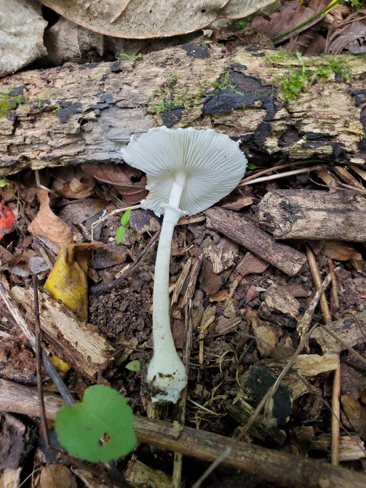 Image of Lepiota sequoiarum Murrill 1912