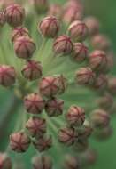 Image of common milkweed