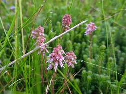 Image of Erica spiculifolia Salisb.