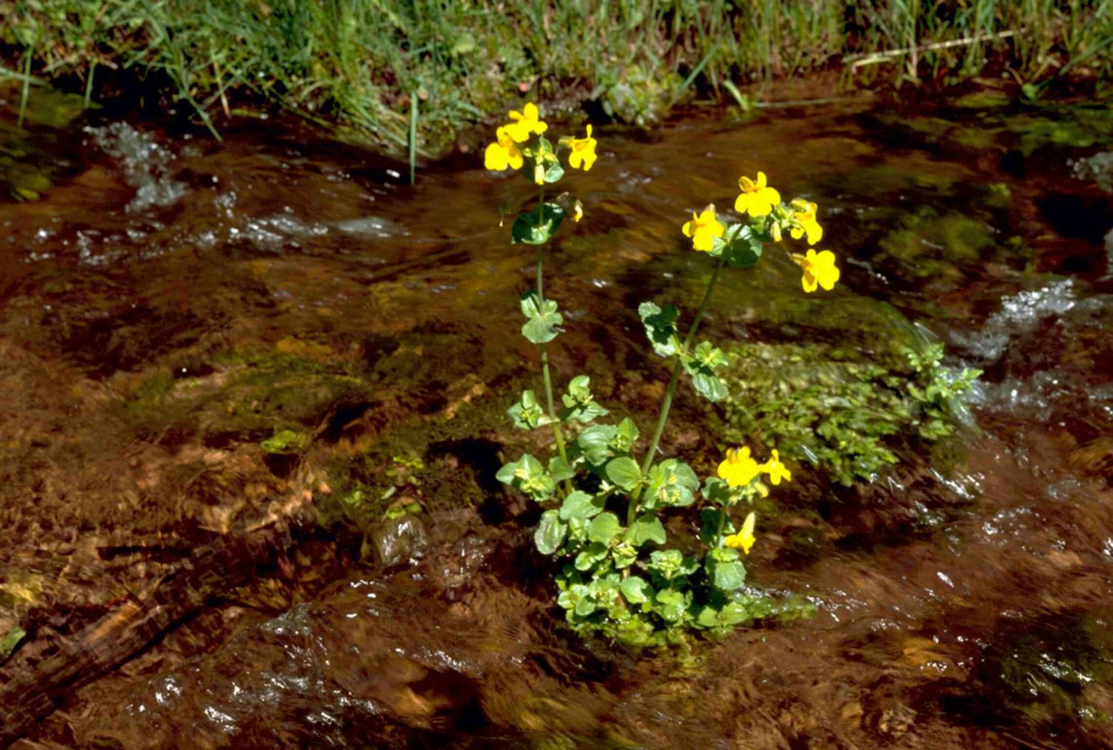 Image of Erythranthe guttata (DC.) G. L. Nesom