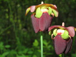 Image of Mountain Sweet Pitcherplant