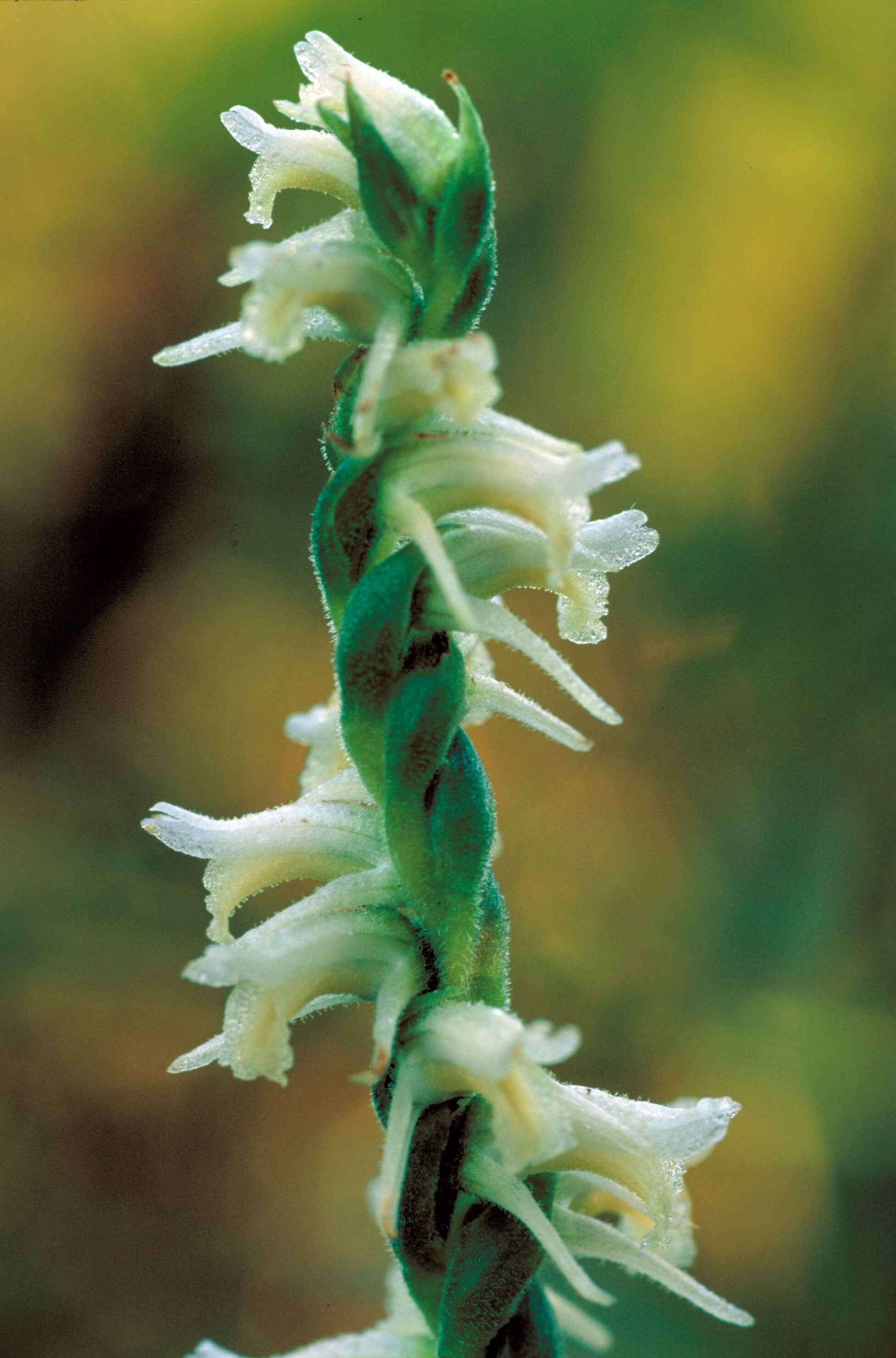 Image of Nodding lady's tresses