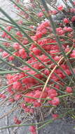 Image of Ephedra distachya subsp. distachya