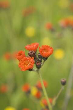 Imagem de Pilosella aurantiaca (L.) Sch. Bip., F. W. Schultz & Sch. Bip.