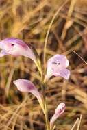 Imagem de Gladiolus inandensis Baker