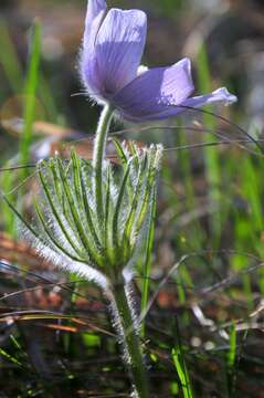 Pulsatilla patens (L.) Mill. resmi