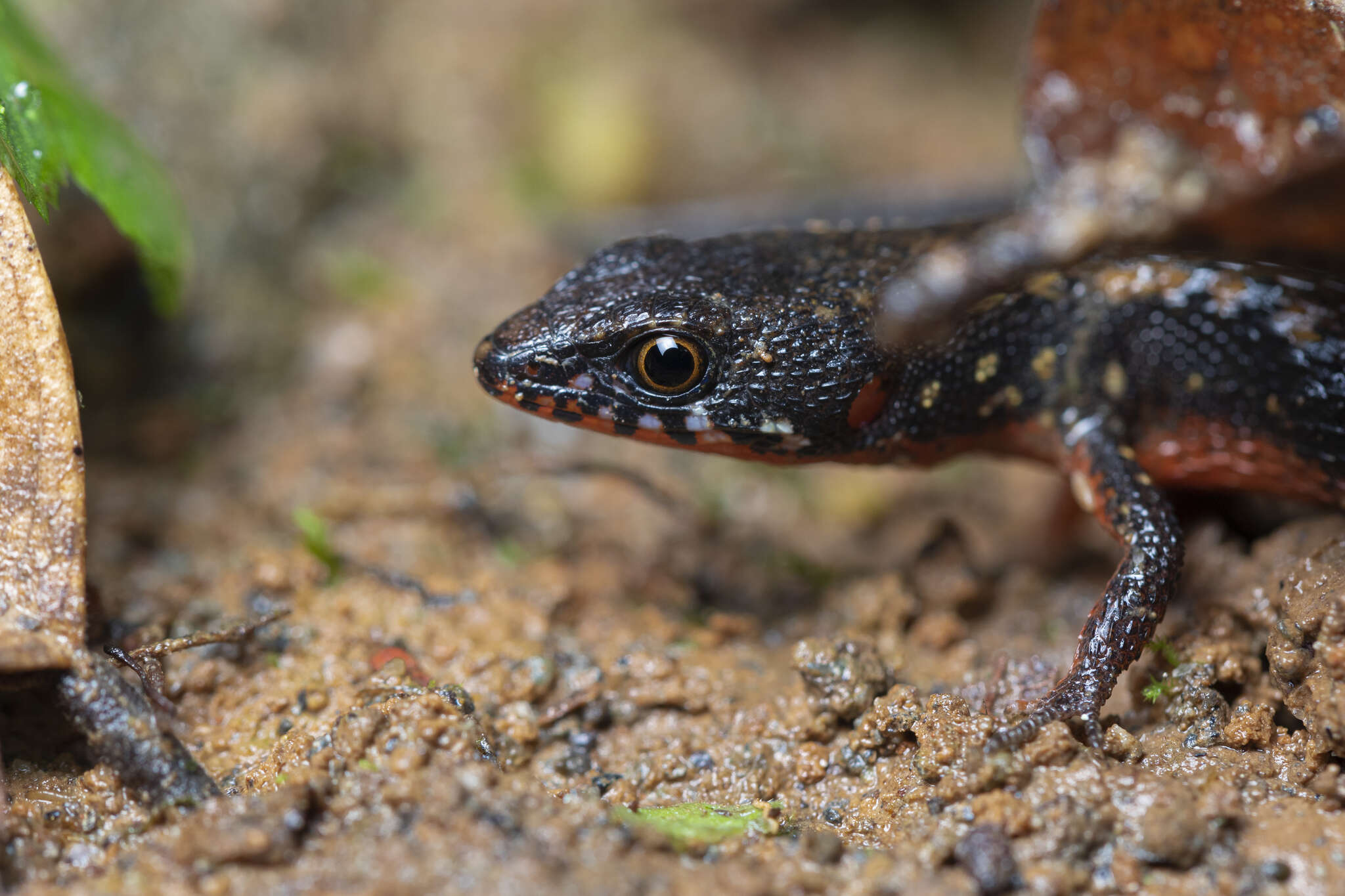 Image of Loxopholis parietalis (Cope 1886)