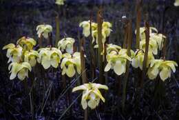 Image of Yellow Trumpets